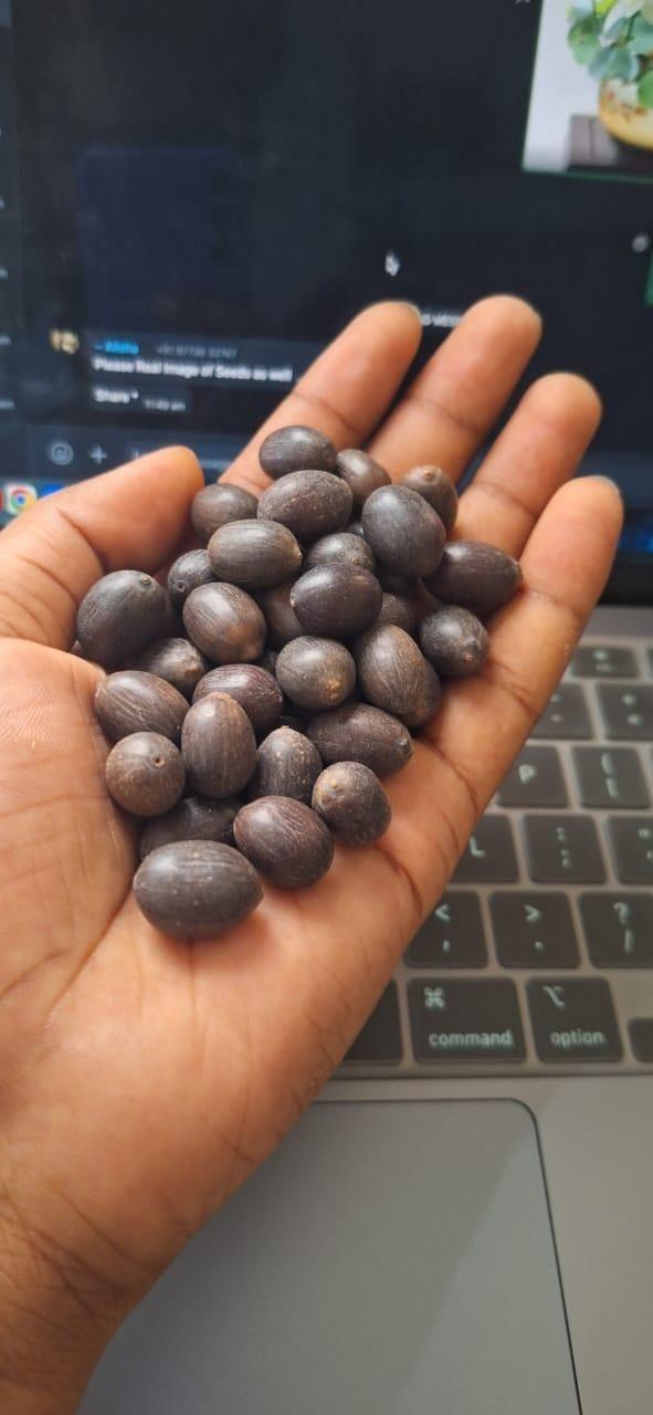 Lotus Plant Seed (Piece of 20)