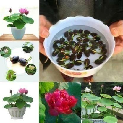 Lotus Plant Seed (Piece of 20)