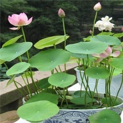 Lotus Plant Seed (Piece of 20)